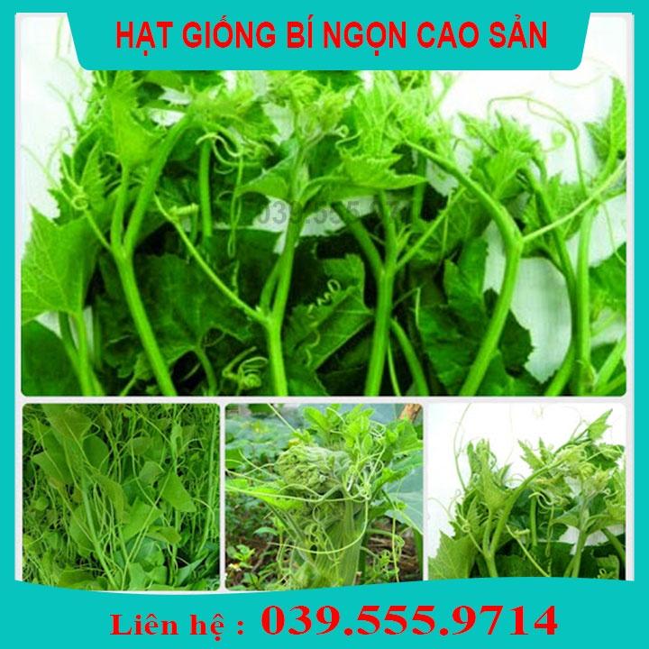 Hạt Giống Bí Siêu Ngọn 100gam ngọn to mập
