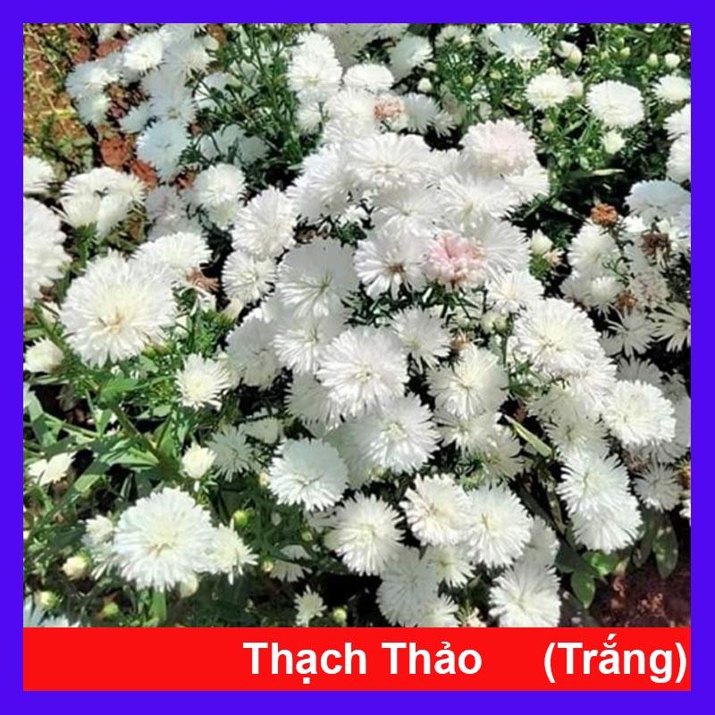 Cây Hoa Thạch Thảo (Trắng) - cây cảnh để bàn + tặng phân bón cho cây