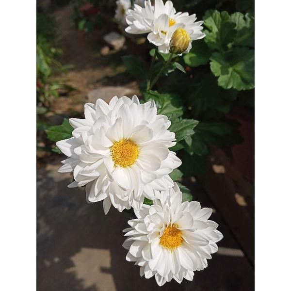 Cây giống cúc đổi màu