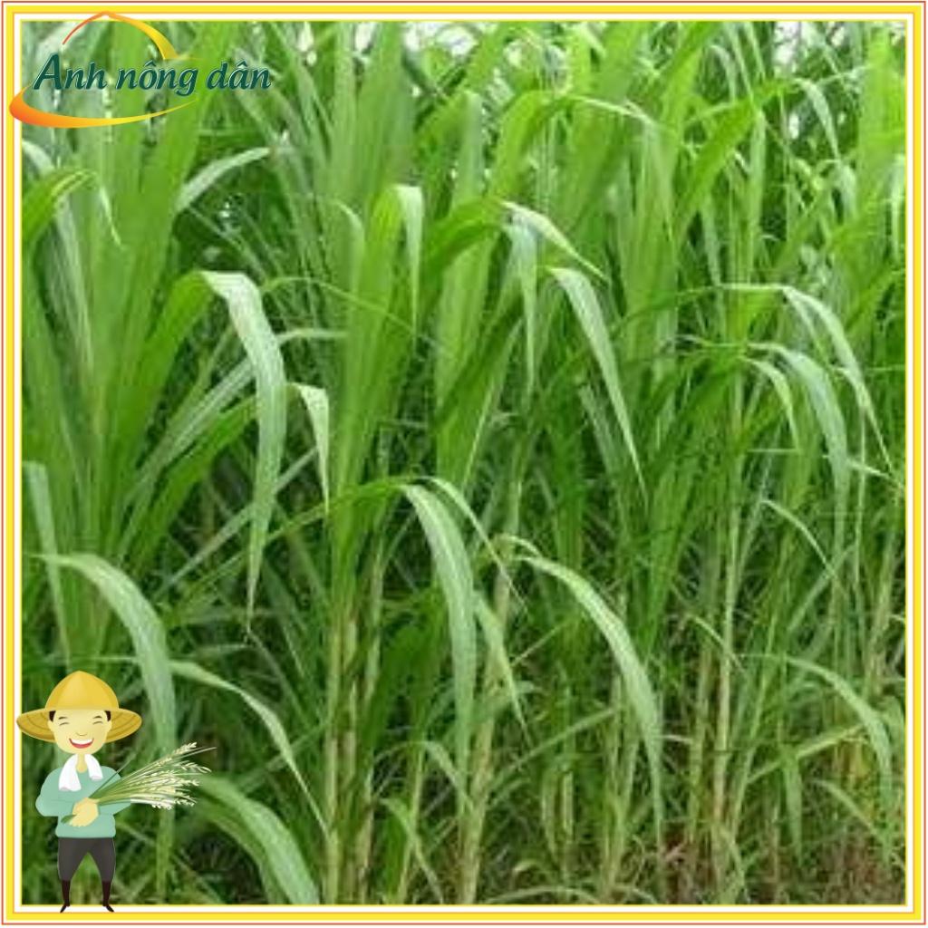 Gói 300g Hạt giống cỏ voi lai siêu năng suất, giàu dinh dưỡng cho chăn nuôi - Anh nông dân chính hiệu