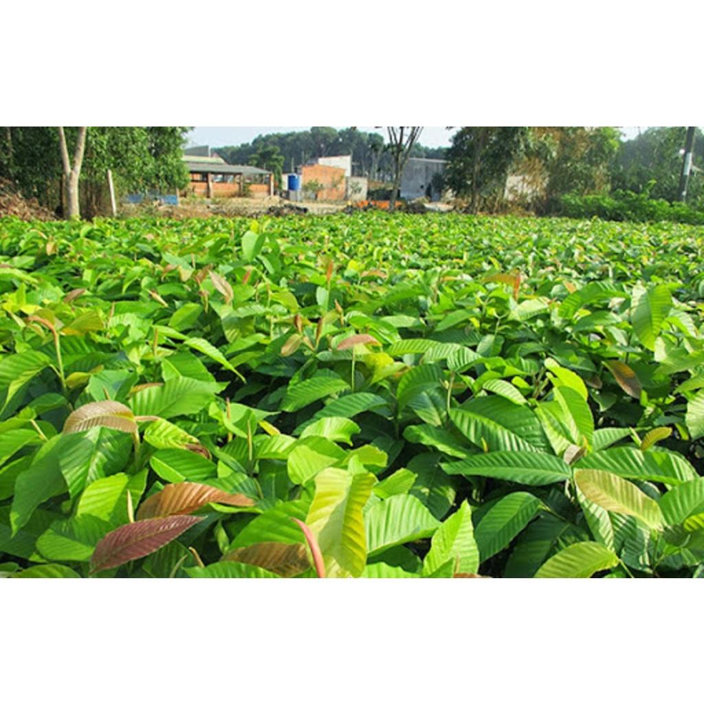 CÂY GIỐNG DẦU RÁI BẦU TO CAO 1M