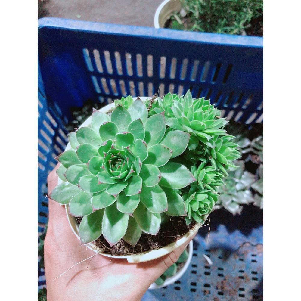 Sen Đá Phật Bà Kèm Chậu Sứ