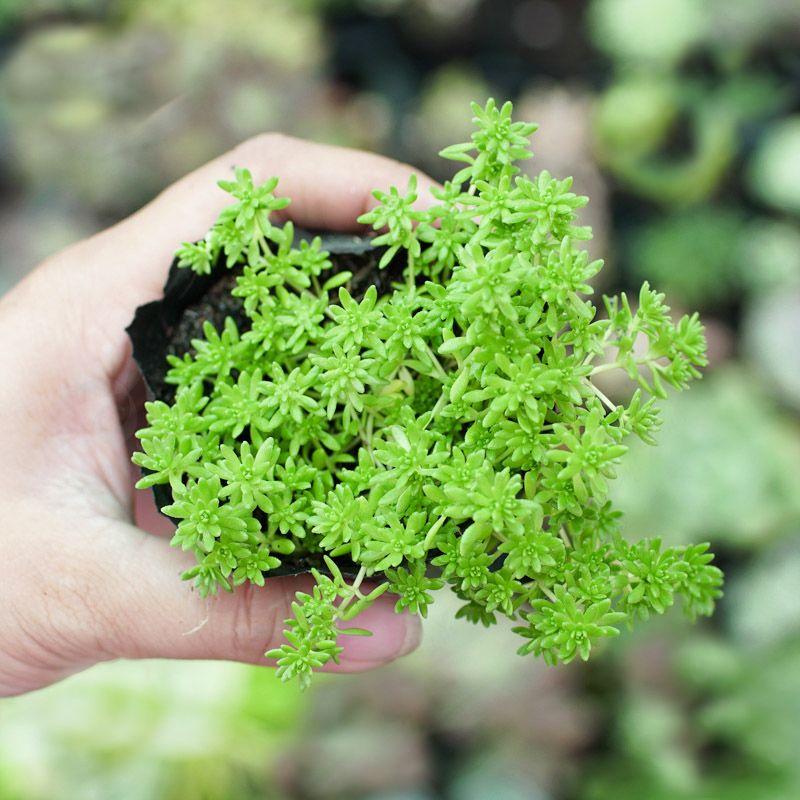 Bầu Sen đá Sedum xanh