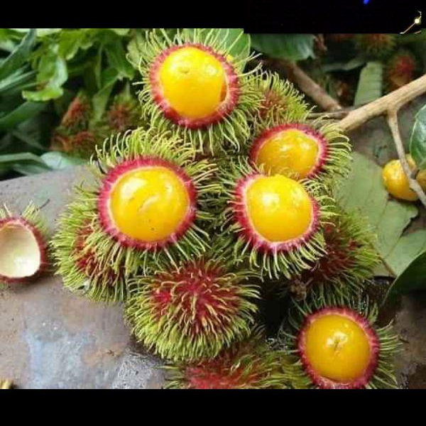 Cây chôm chôm ruột vàng