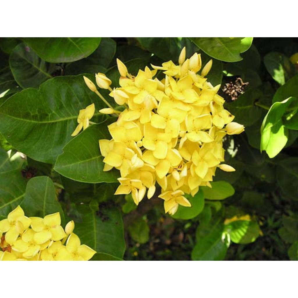 Hoa mẫu đơn màu vàng, bầu cây lớn, gửi đi nguyên bầu