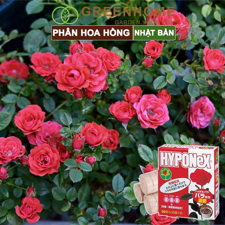 Phân bón hoa hồng Nhật, Hyponex 8.8.8, giúp thân to khoẻ, nhiều chồi, hoa to, lâu tàn |Greenhome