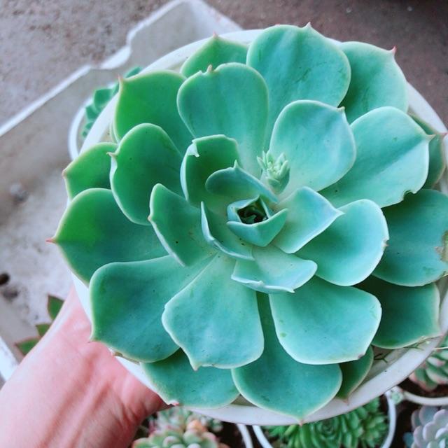 Sen đá xanh đất size lớn