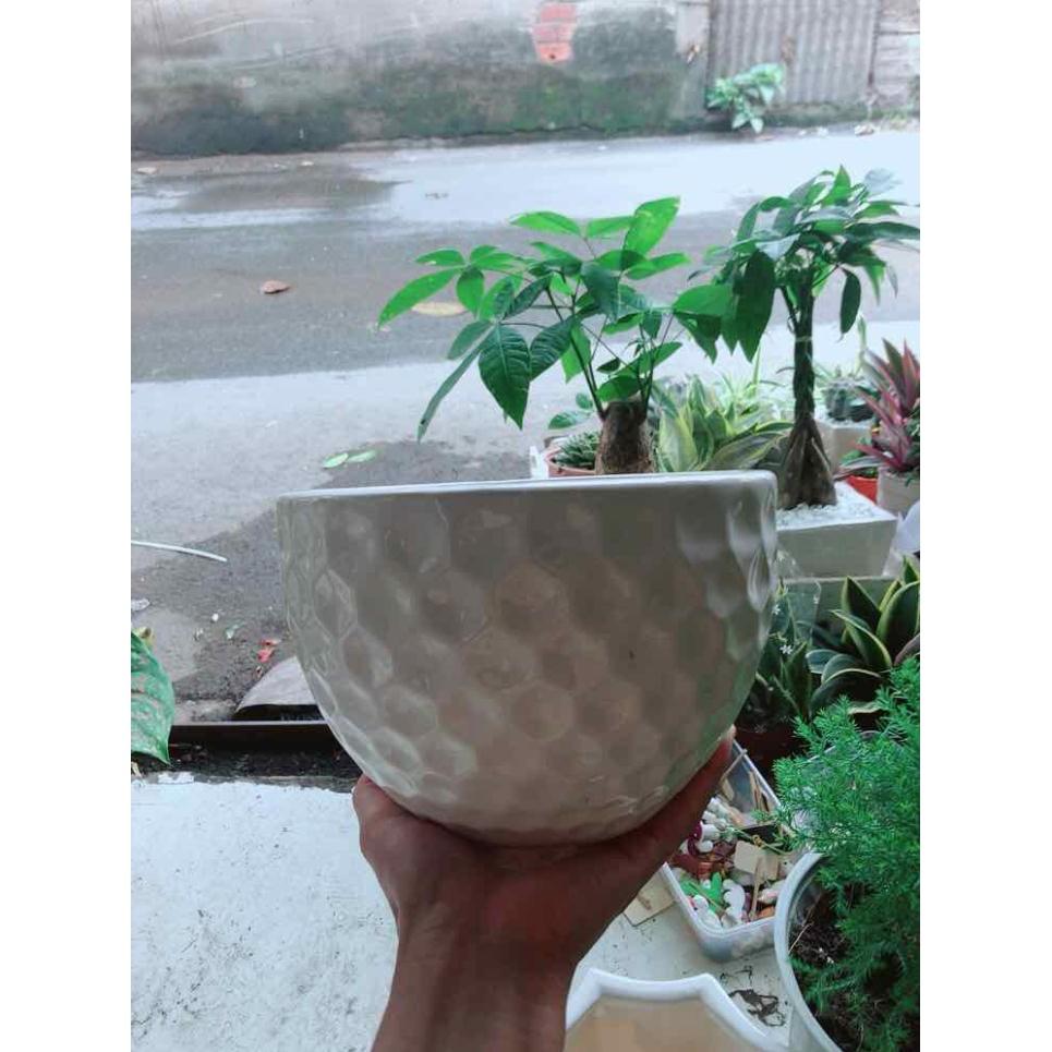 Chậu Trồng Cây Bán Chạy