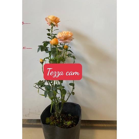 Hoa hồng bụi tezza cam cá hồi