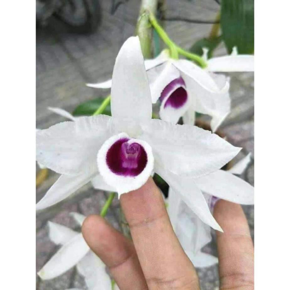 1 BẢNG PHI ĐIỆP 5CT HỌNG TÍM TO ĐẸP HÀNG GIEO HẠT