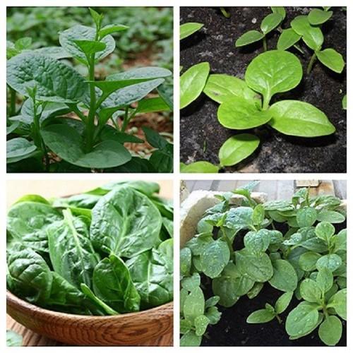 20Gr Hạt Giống Rau Mồng Tơi