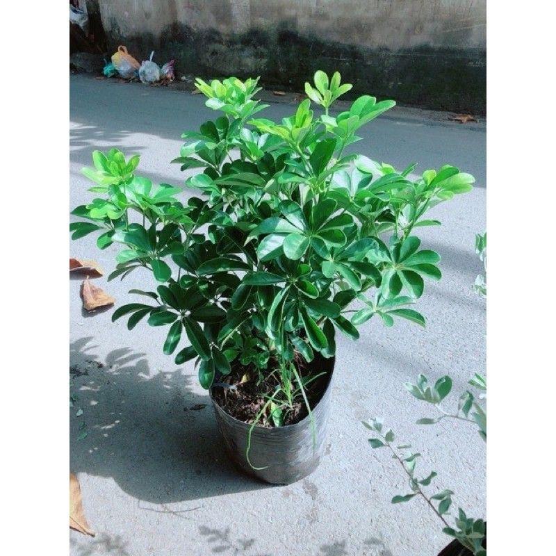 Ngủ Da Bì
