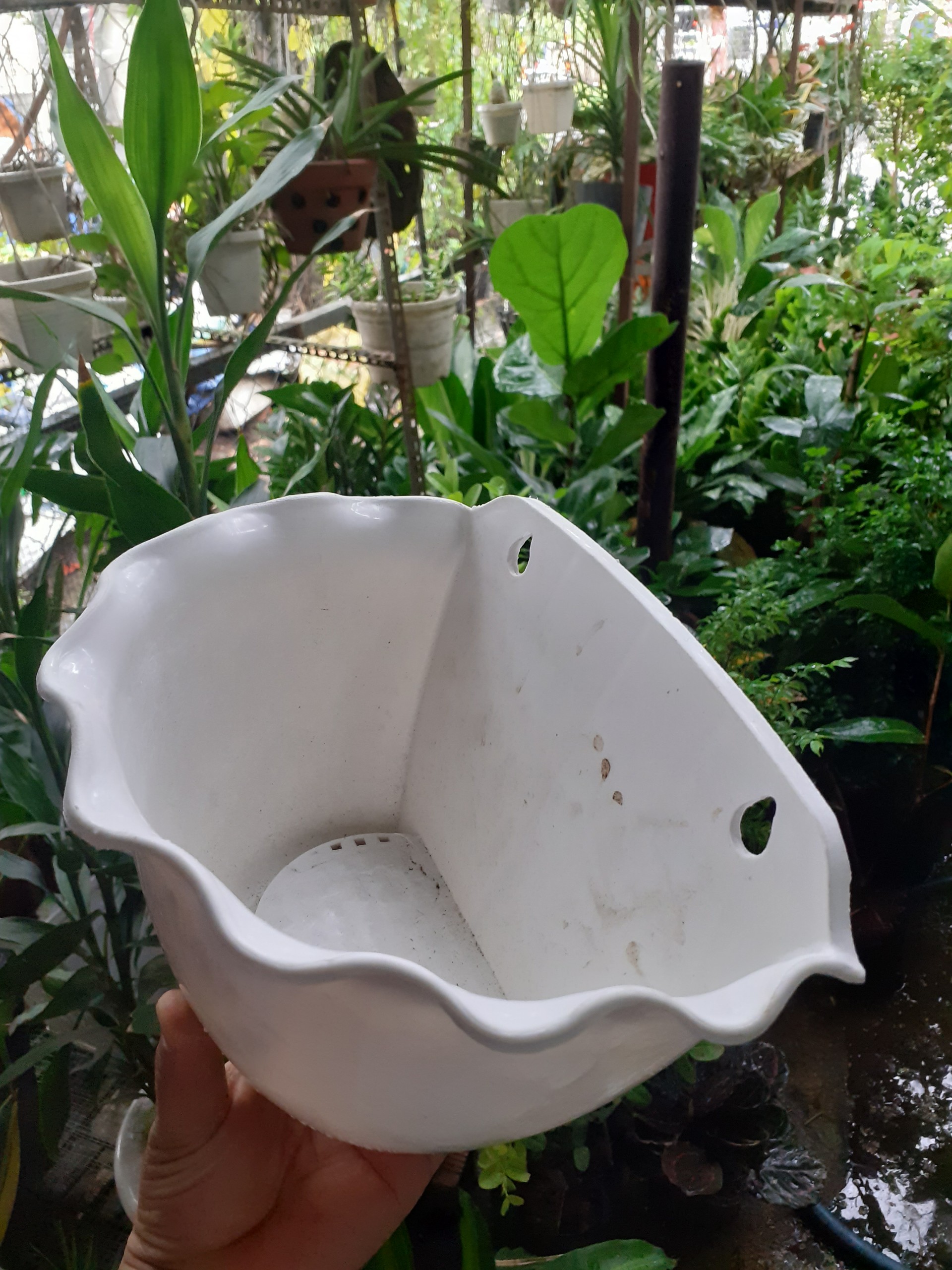 Chậu nhựa ốp tường trồng cây KIỂU BÈO nhúng xinh xinh