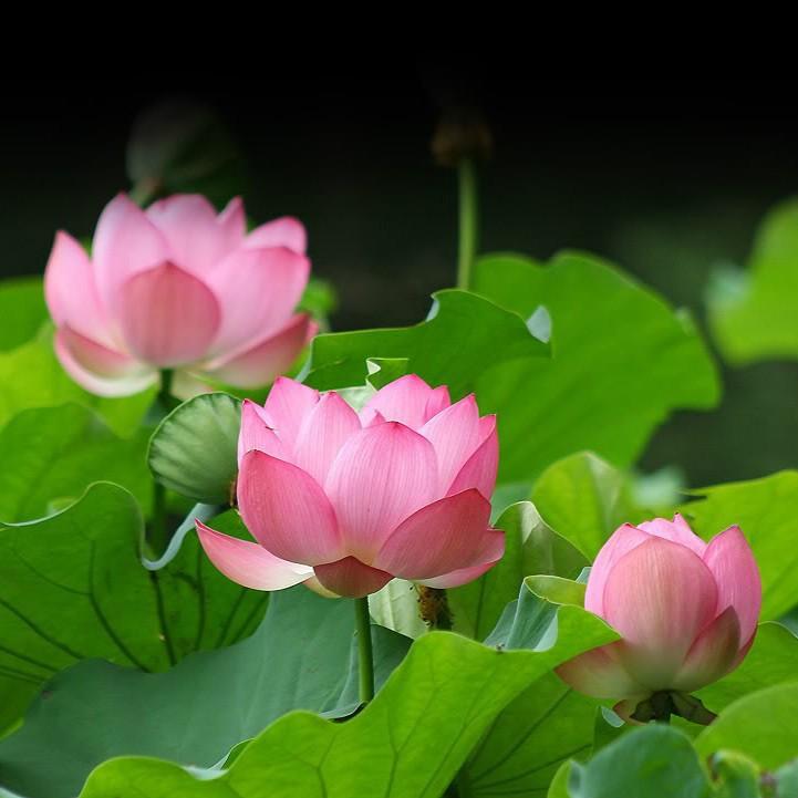 10 Hạt giống hoa sen ta 3 màu vàng, hồng, trắng