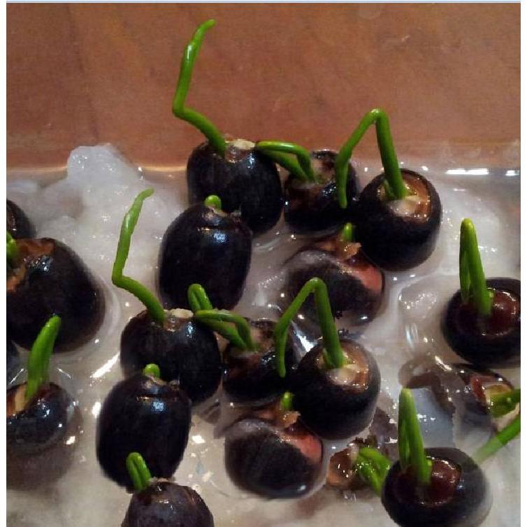 Hạt giống sen bách diệp tím