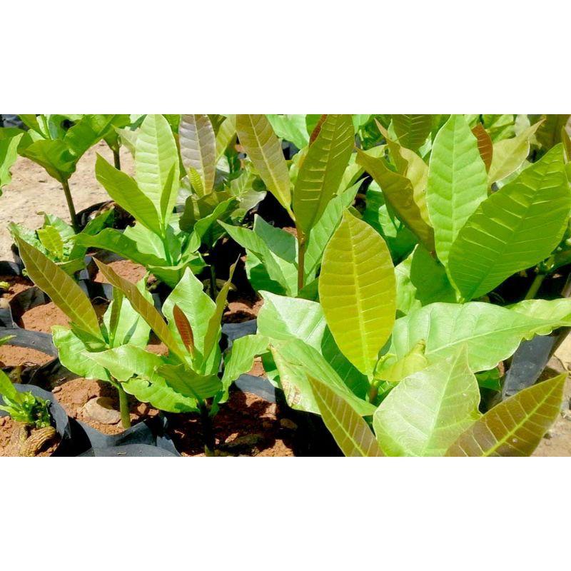 CÂY GIỐNG ĐIỀU ĐỎ