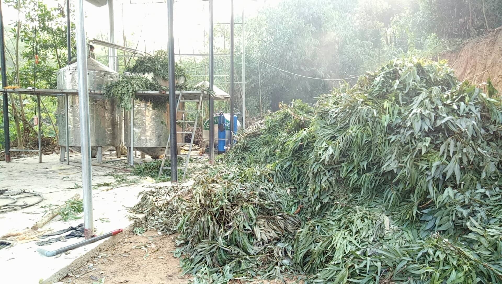 Tinh dầu Khuynh Diệp nguyên chất từ thiên nhiên - Mộc Mây