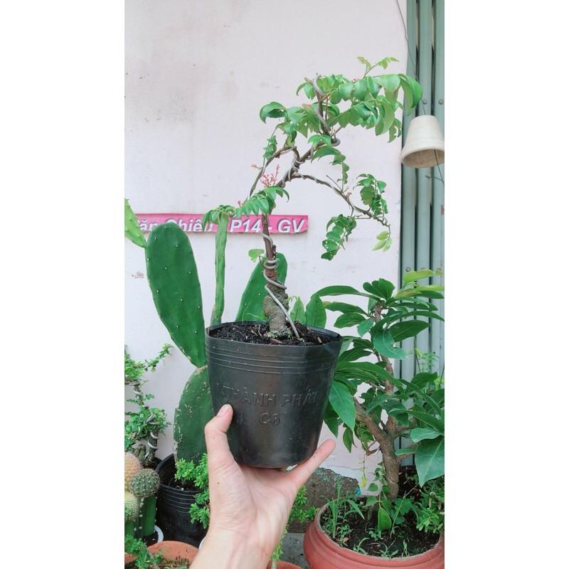 Cây Khế Bonsai