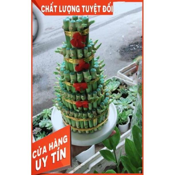 Cây Trúc Phát Tài Kèm Dĩa