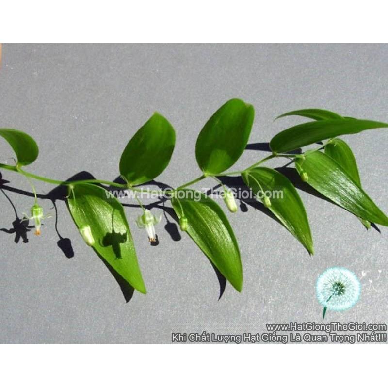 5h Hạt Giống Cây Tùng Dây Nguyệt Quế