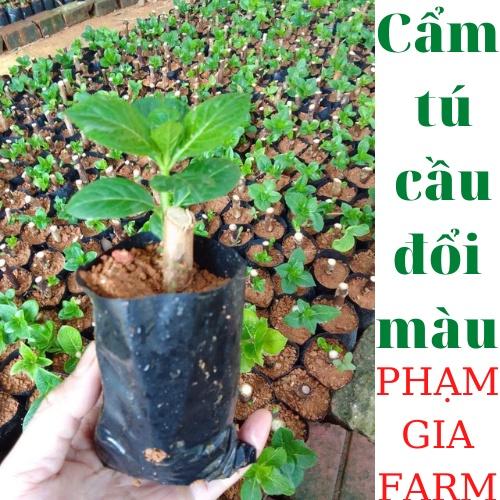 (PHẠM GIA FARM) Cây giống Cẩm tú cầu đổi màu siêu đẹp dễ trồng