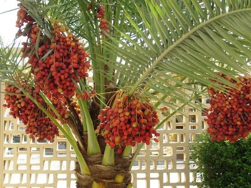 CÂY GIỐNG CHÀ LÀ LÙN TRUNG ĐÔNG-SIÊU QUẢ, SIÊU NĂNG SUẤT,HÀNG NHẬP KHẨU- CAM KÊT GIỐNG CHUẨN F1. NĂNG XUẤT CAO