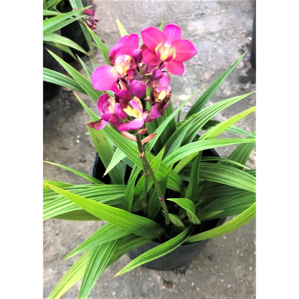 Cây Địa Lan hoa màu tím