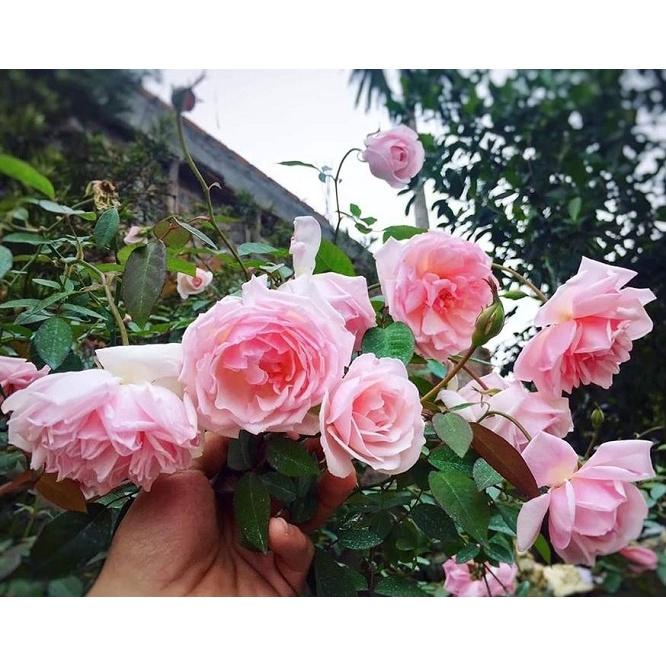 Hoa hồng Cổ Đào- bầu to cây lớn trưởng thành