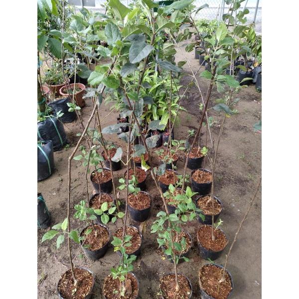Cây giống TÁO ĐỎ MỸ NHẬP KHẨU
