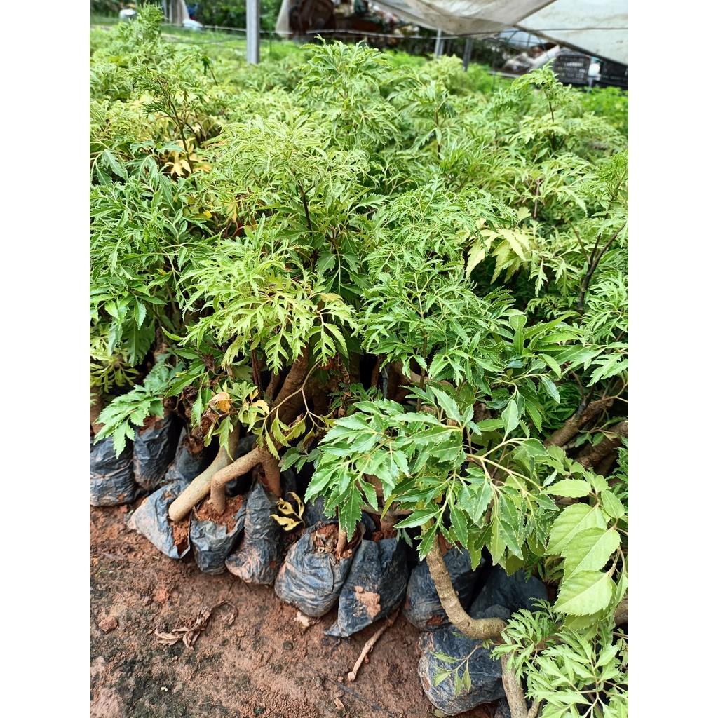 Combo 3 cây giống đinh lăng