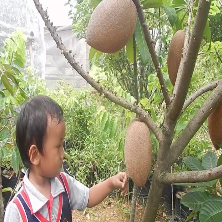 Cây hồng xiêm ruột đỏ khổng lồ quả to 1,5kg