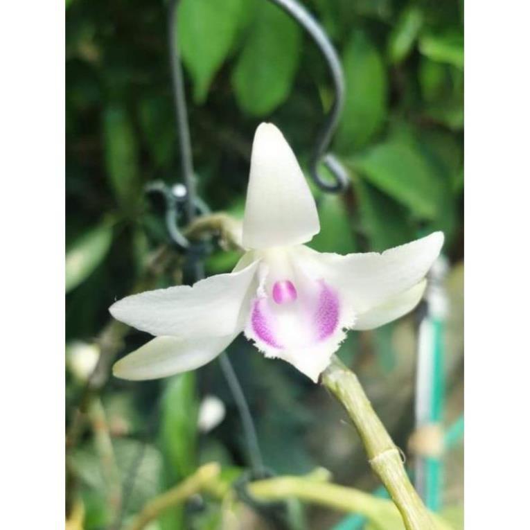 Hoa phong lan - 5ct quảng bình