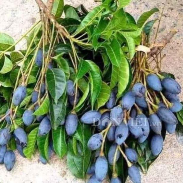 Sản phẩm CÂY TRÁM ĐEN GHÉP