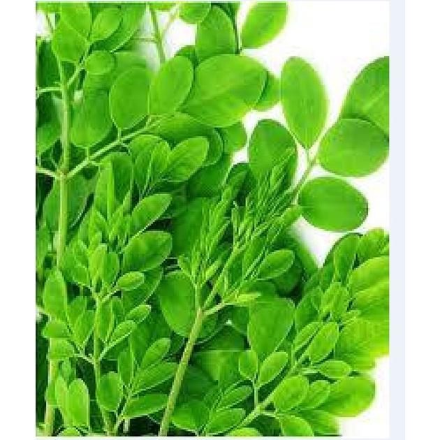 Hạt giống cây chùm ngây F1 CT20 - Gói 10 hạt
