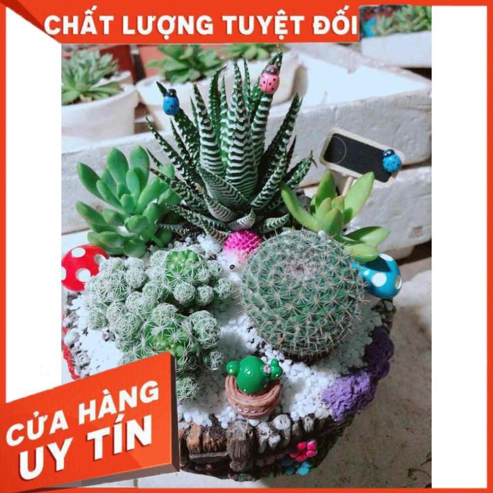 Chậu xương rồng tiểu cảnh Nhiều Người Mua