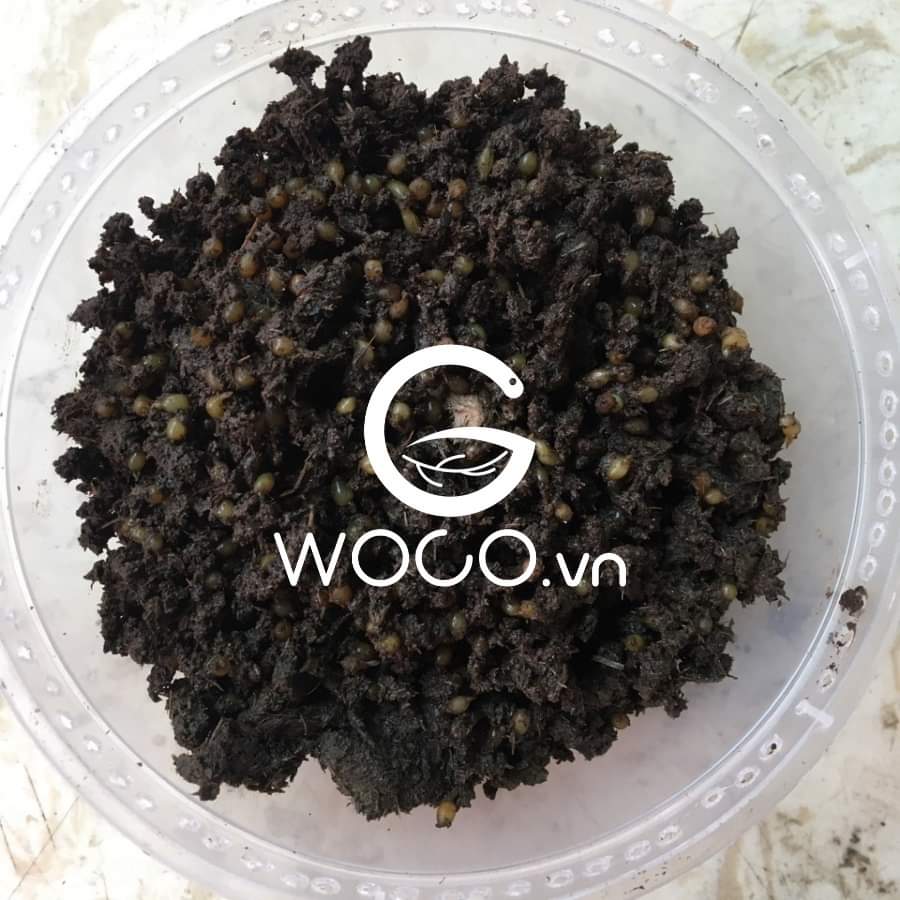 KÉN GIUN (KÉN TRÙN QUẾ) : Chuyên xử lý rác hữu cơ cho gia đình, sân vườn &amp; trang trại, trồng cây và rau sạch