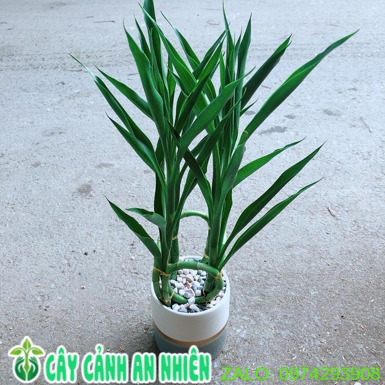 Chậu Cây Phát Tài