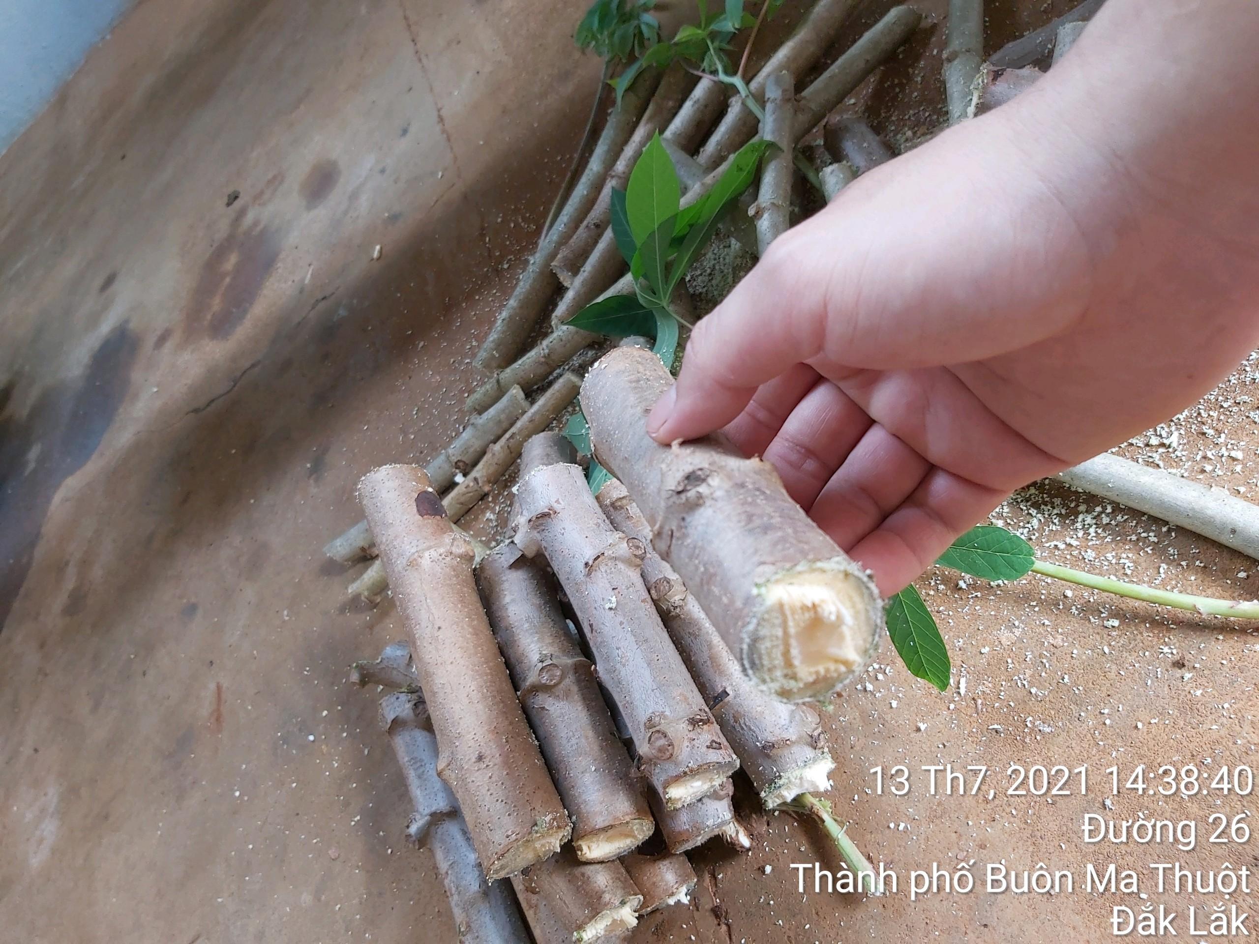 500 GRAM Hom giống Khoai Sắn ruột Vàng dẻo Thái Lan .