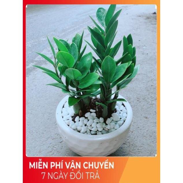 Chậu Kim Tiền
