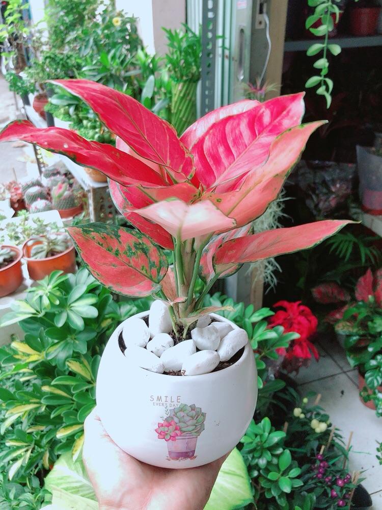 Chậu Cây Vạn Lộc Hồng