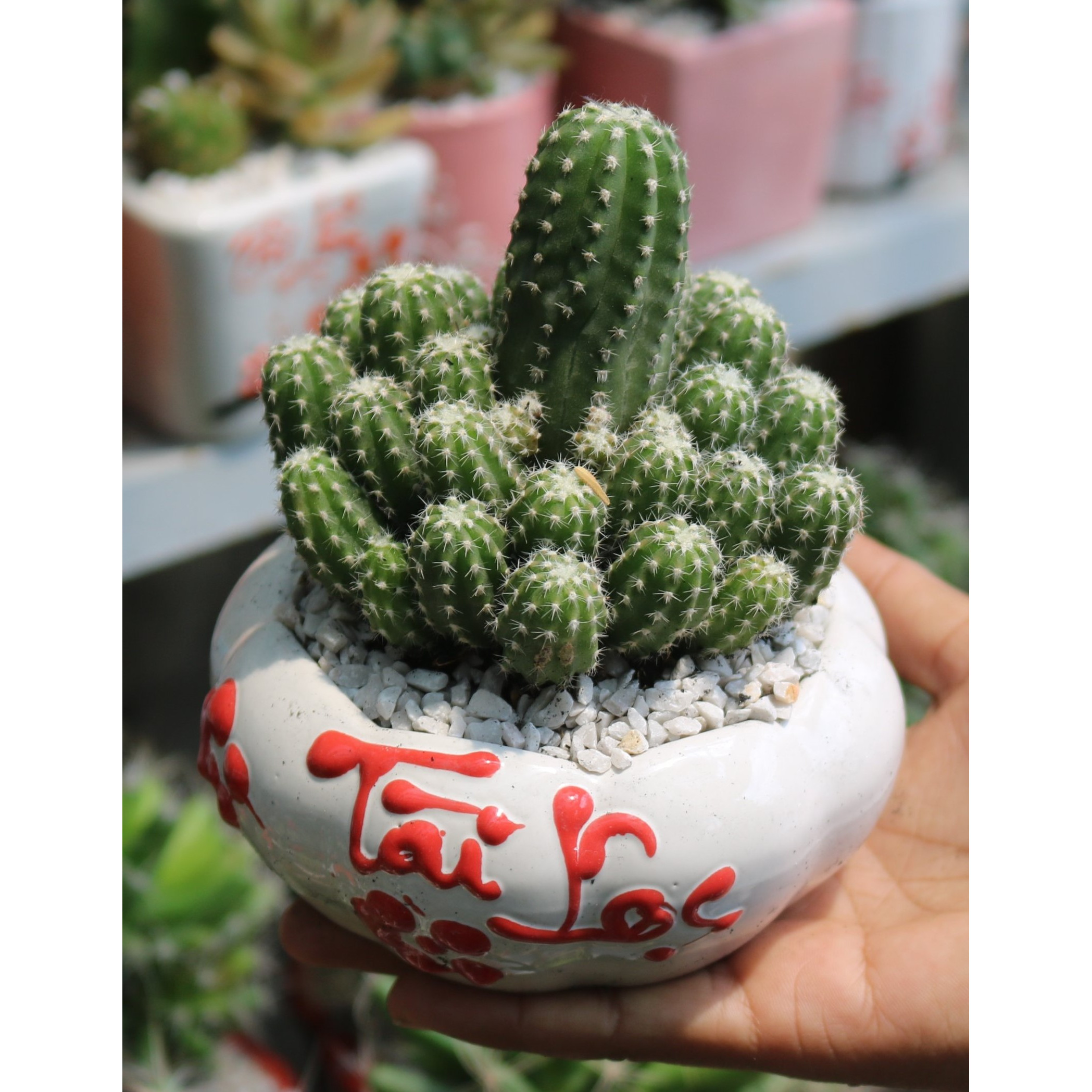 Chậu sứ cây Xương Rồng chùm tặng kèm đá trang trí