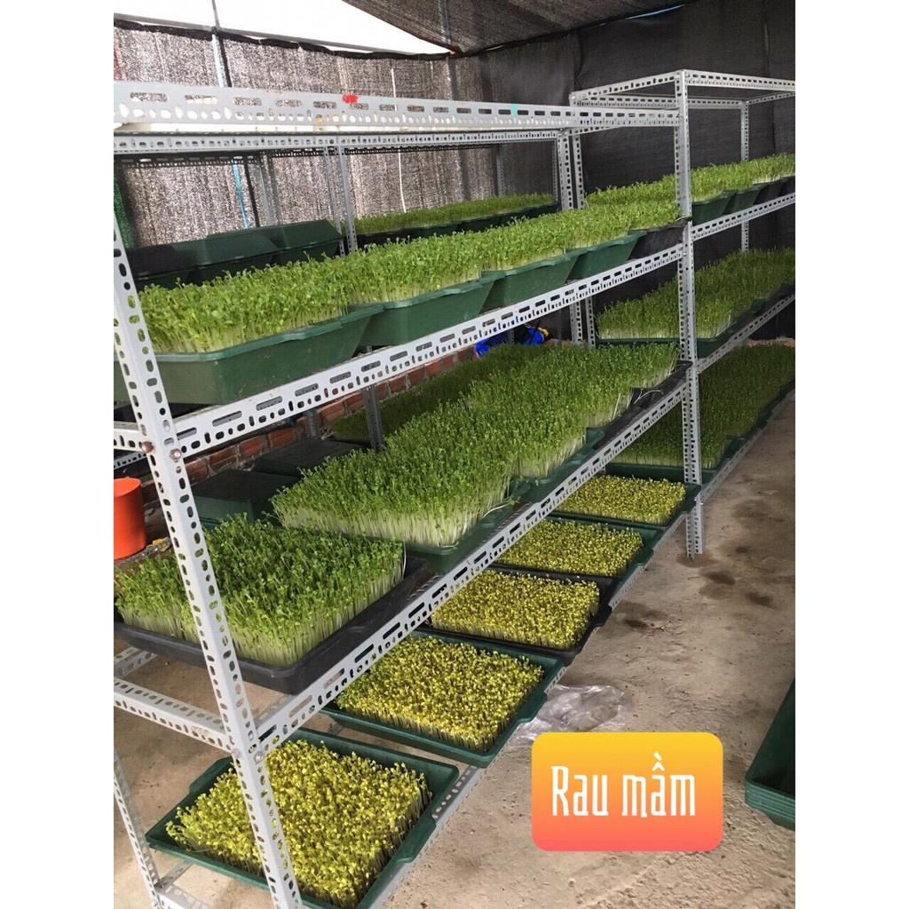 Khay trồng đen rau mầm tiện dụng loại to đẹp