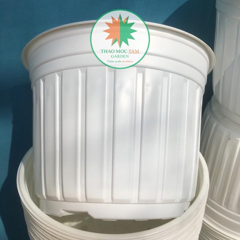 10c Chậu nhựa trồng cây 26x20cm - Chậu nhựa trồng hoa, phù hợp các dòng hoa bụi lớn, chậu trồng hoa hồng
