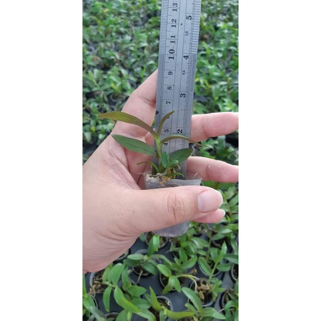 Hoa phong lan - 5ct gieo hạt