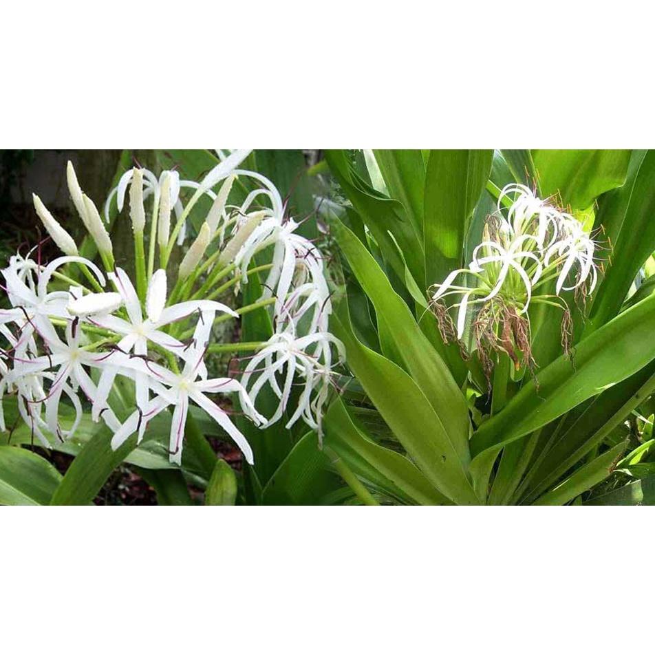 Củ giống cây đại tướng quân