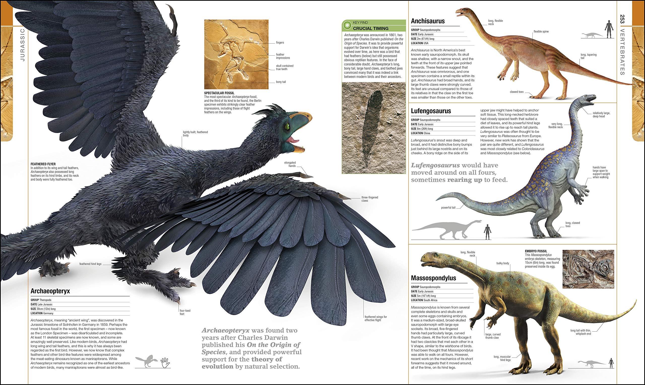 Sách ngoại văn: Dinosaurs And Prehistoric Life - The Definitive Visual Guide To Prehistoric Animals