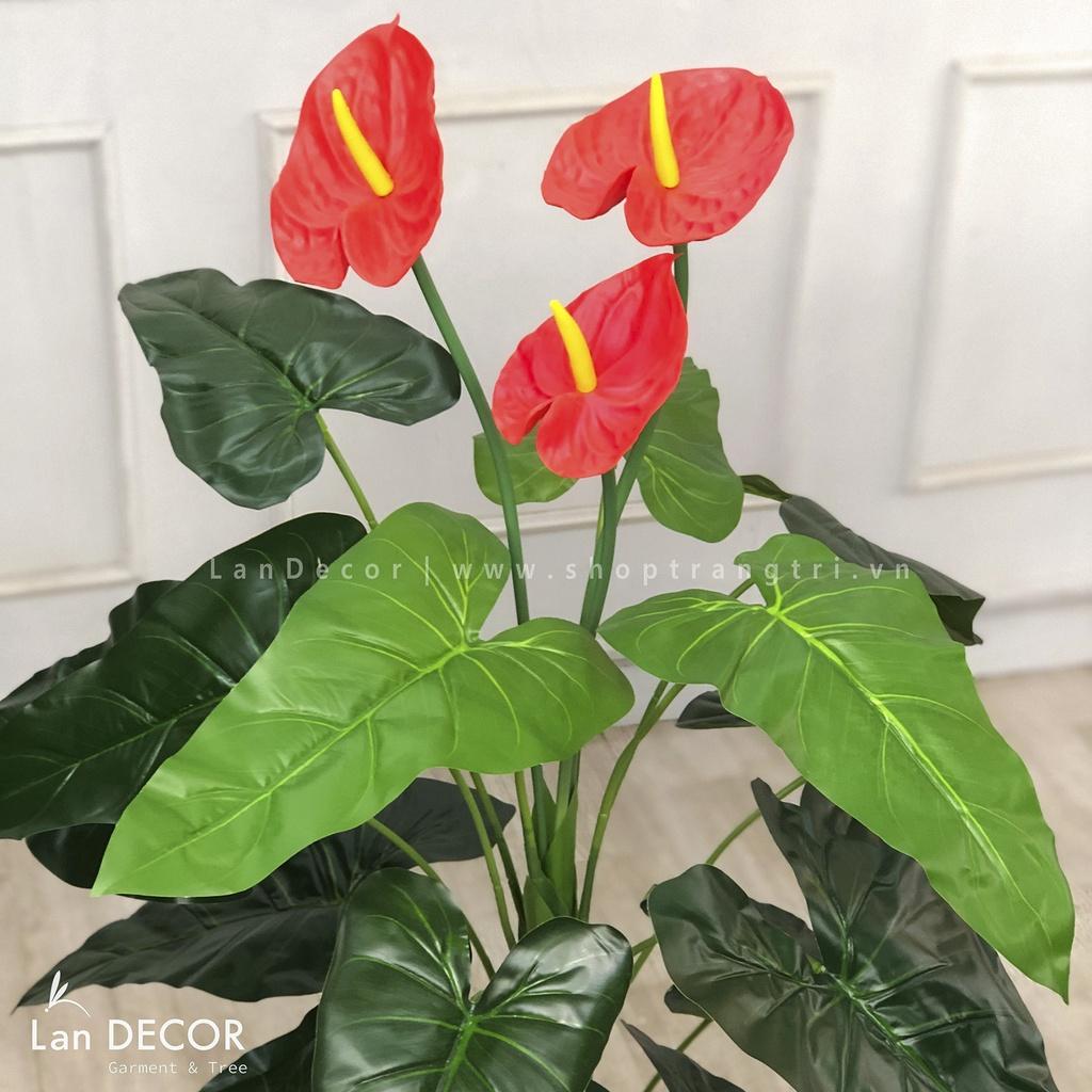 CÂY HOA HỒNG MÔN CAO 120CM - LC2373