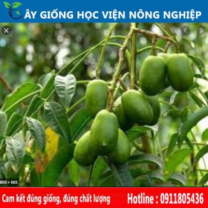 Sản phẩm Cây Ăn Trái cây cóc thái sai quả, ăn ngon làm cảnh đẹp