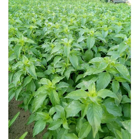 Hạt Giống Rau Húng Thơm -Dễ Trồng, Ăn Ngon