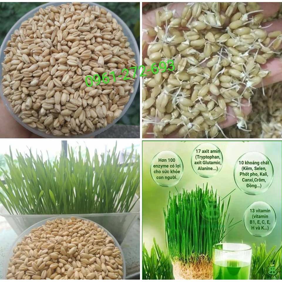 1kg hạt giống cỏ lúa mì (wheatgrass, lúa mạch, cỏ mèo)